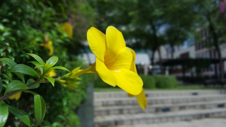 Yellow Bell