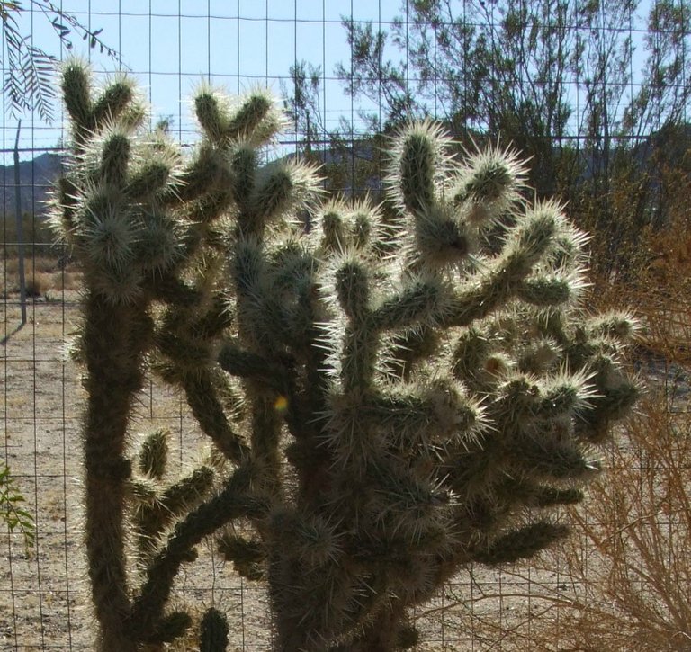 Cactus