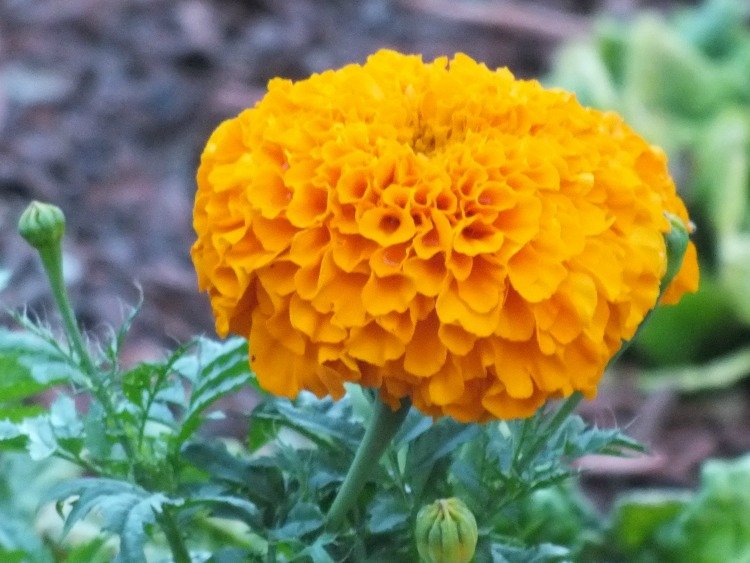 Marigold