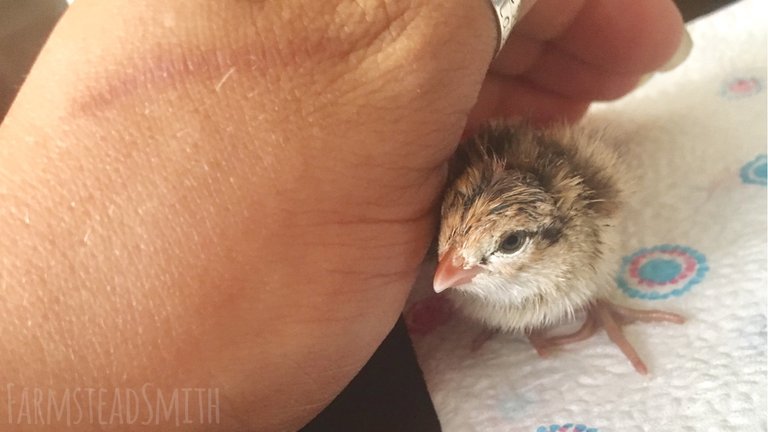 farmsteadsmith quail