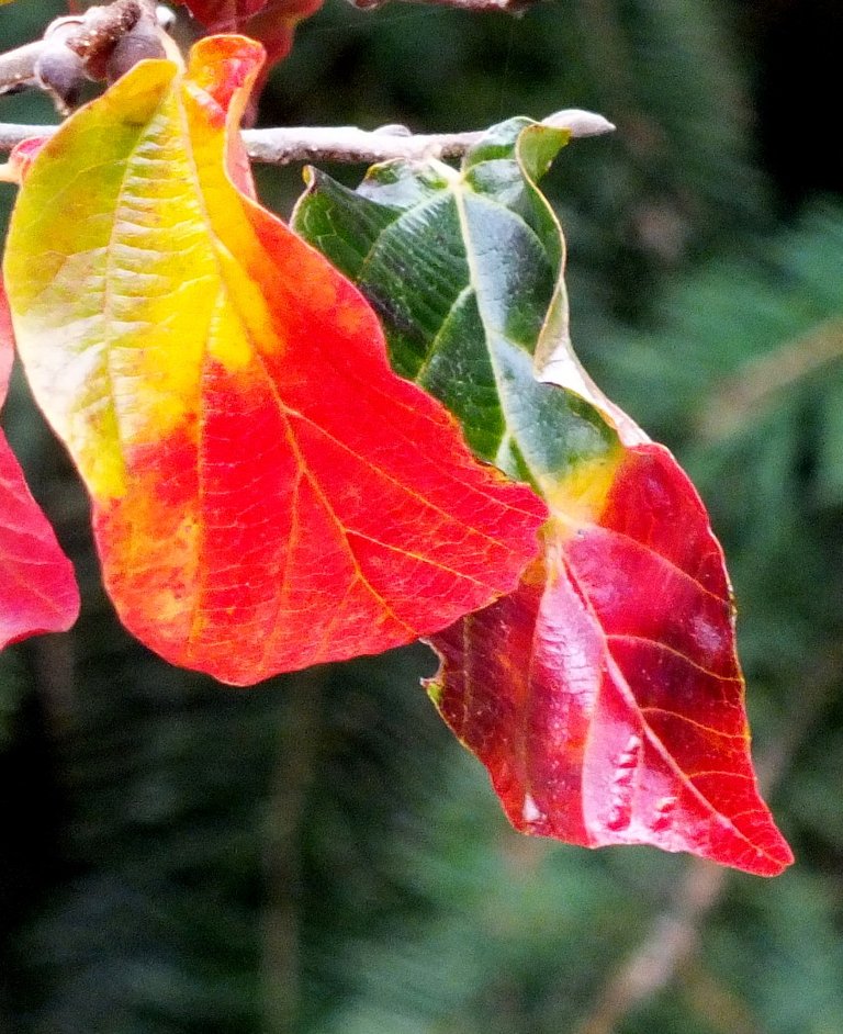 FallLeaves