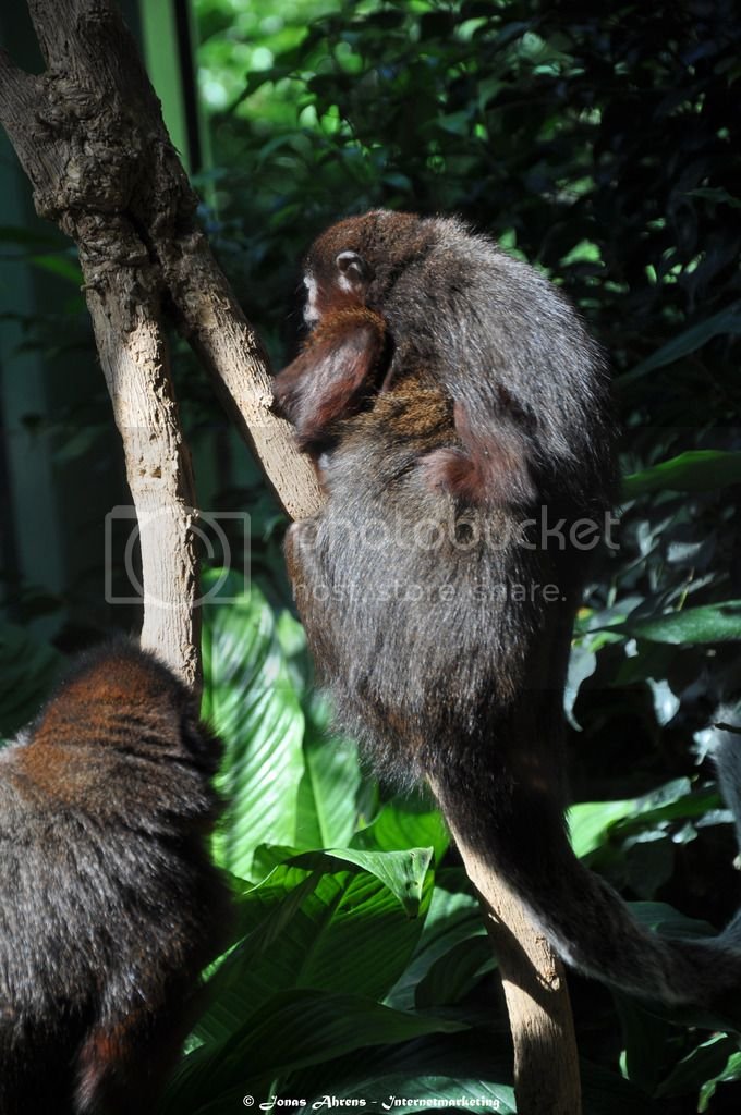  photo apes-in-the-berlin-zoo_15_zpsrtvrw8p1.jpg