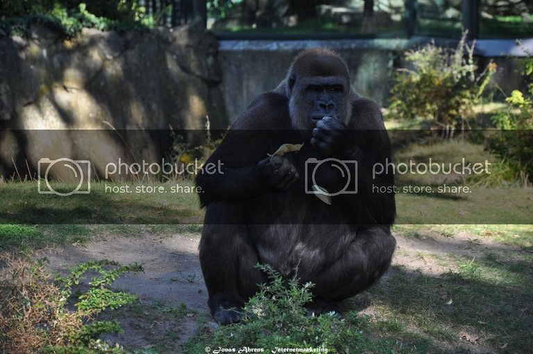  photo apes-in-the-berlin-zoo_1_zpsidjfig1c.jpg