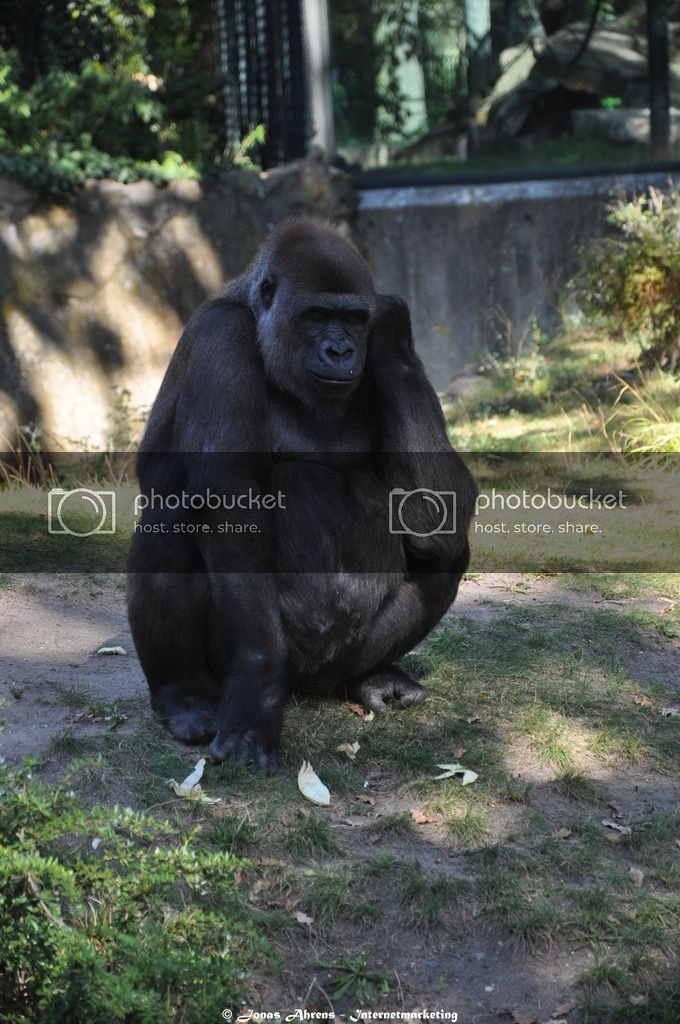  photo apes-in-the-berlin-zoo_6_zpsy1zlk3z8.jpg