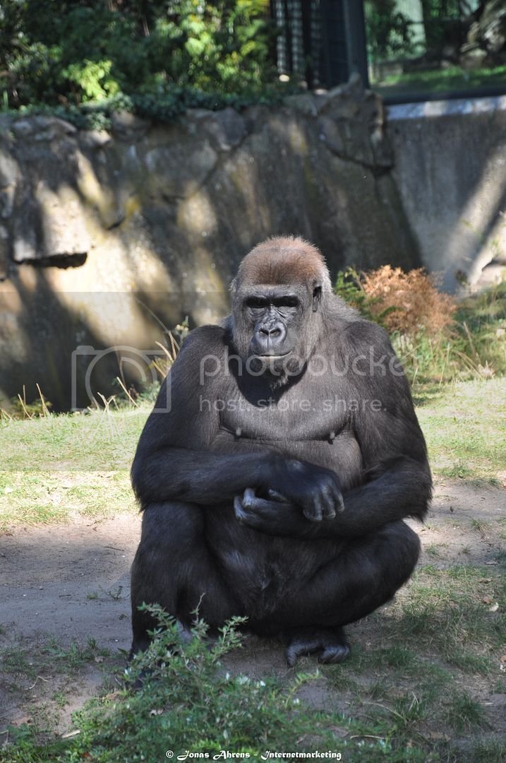  photo apes-in-the-berlin-zoo_7_zpse4exeszu.jpg