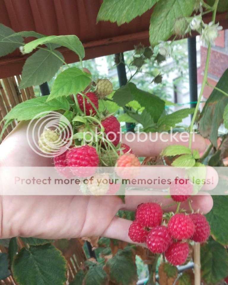 Autumn raspberries