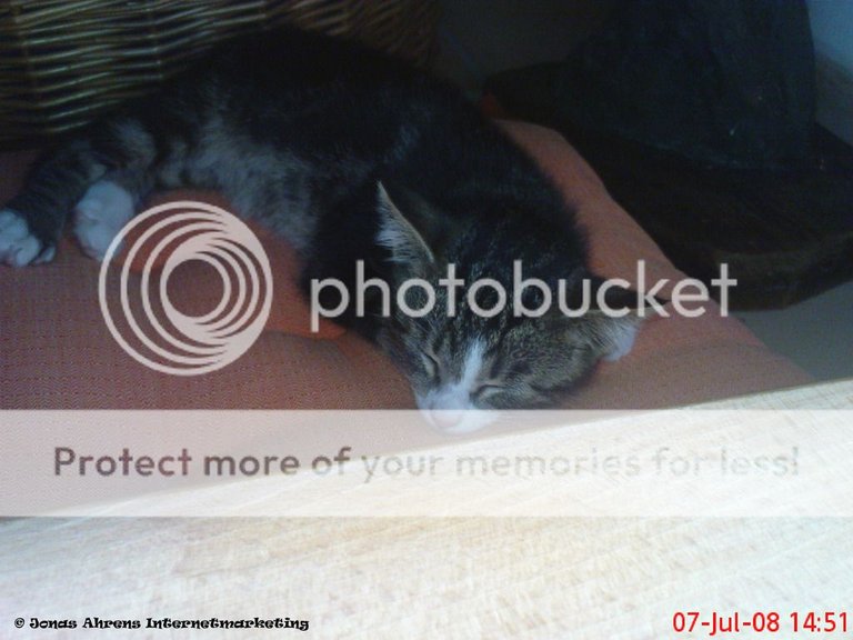  photo Kumar-sleeping-cat_zpst3o5l2rl.jpg