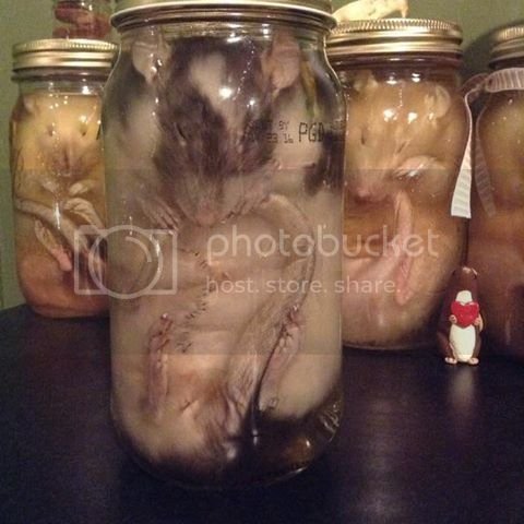  photo rats in jars_zpsfhxktsos.jpg