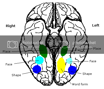 Fusiform Face Area