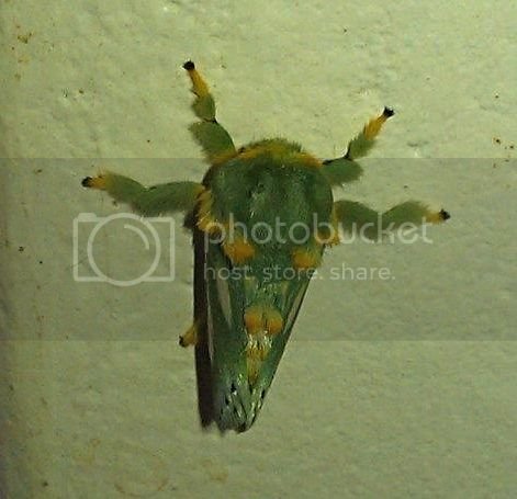 green moth