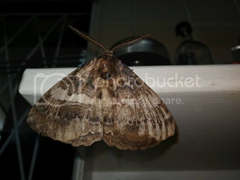 Port Edward moth2