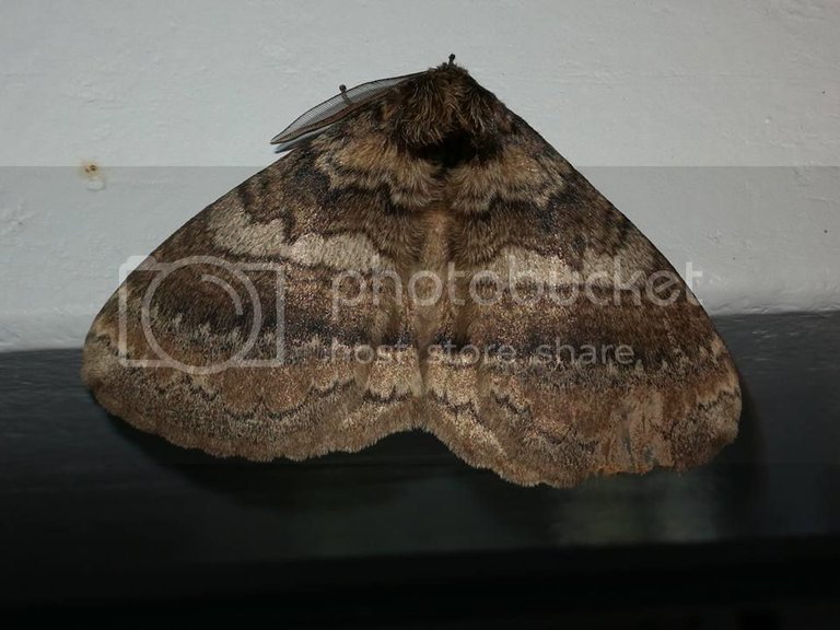 Port Edward moth1