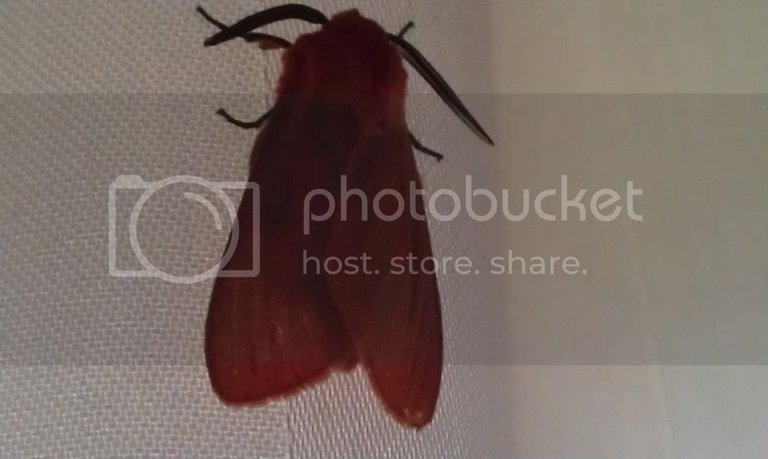 red moth