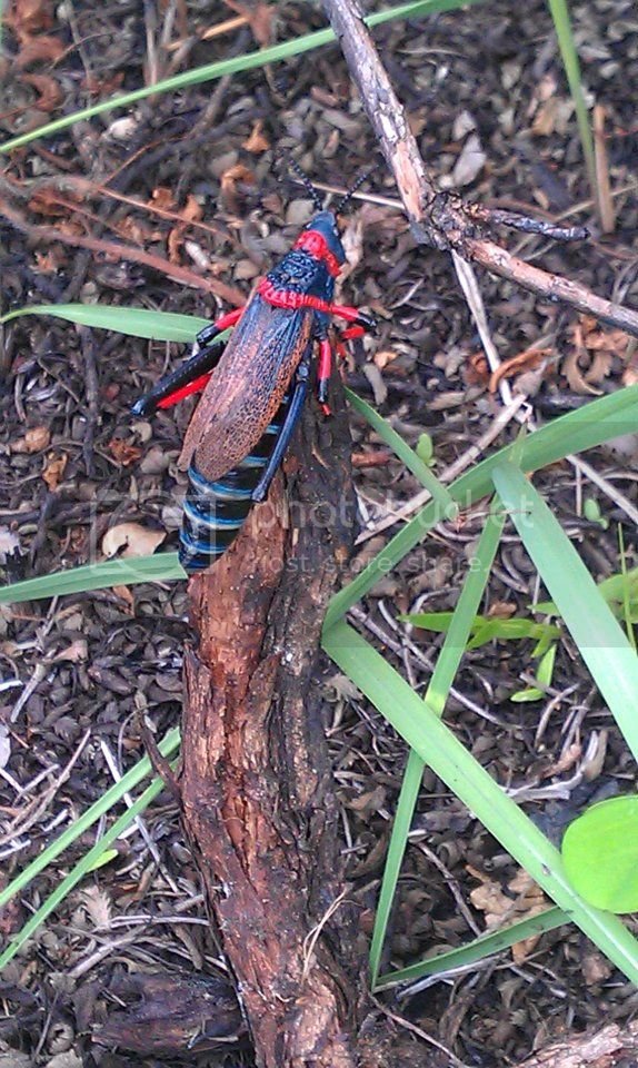 Cobham locust type critter2