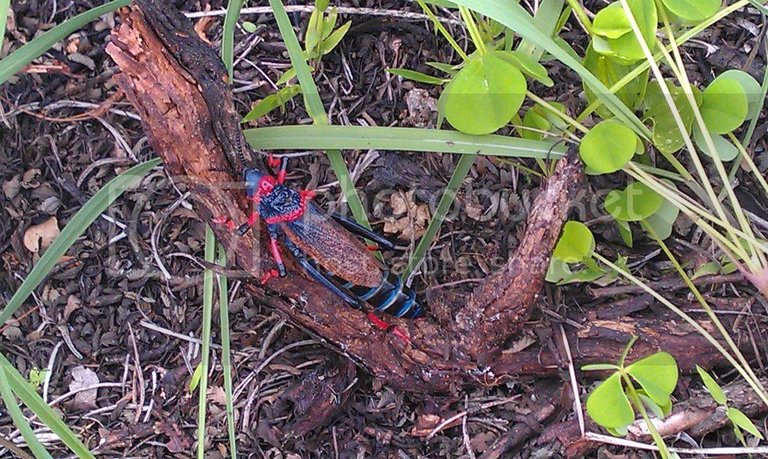 Cobham locust type critter1