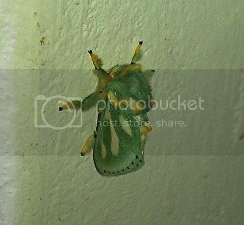 green moth