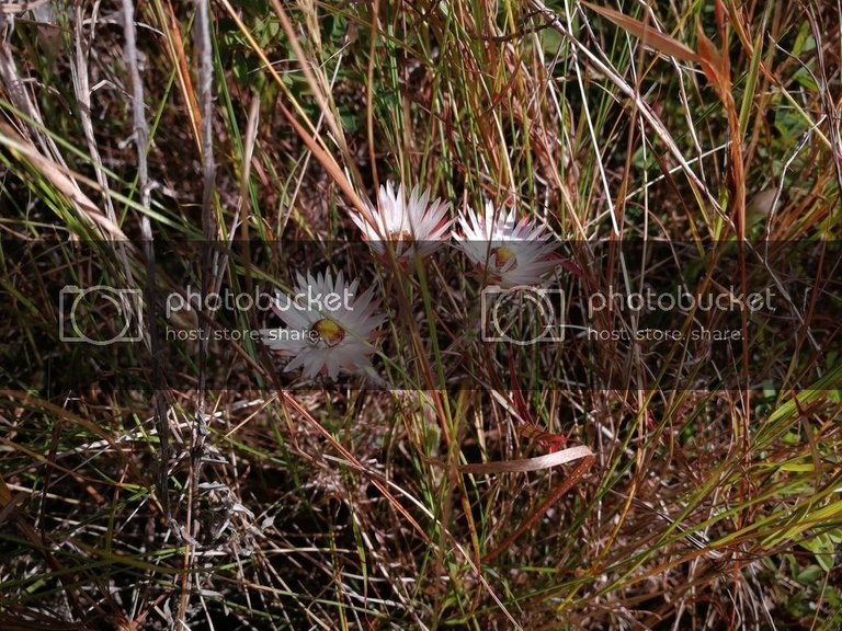 daisies