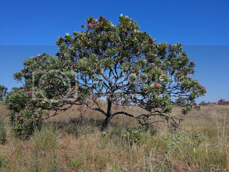 protea