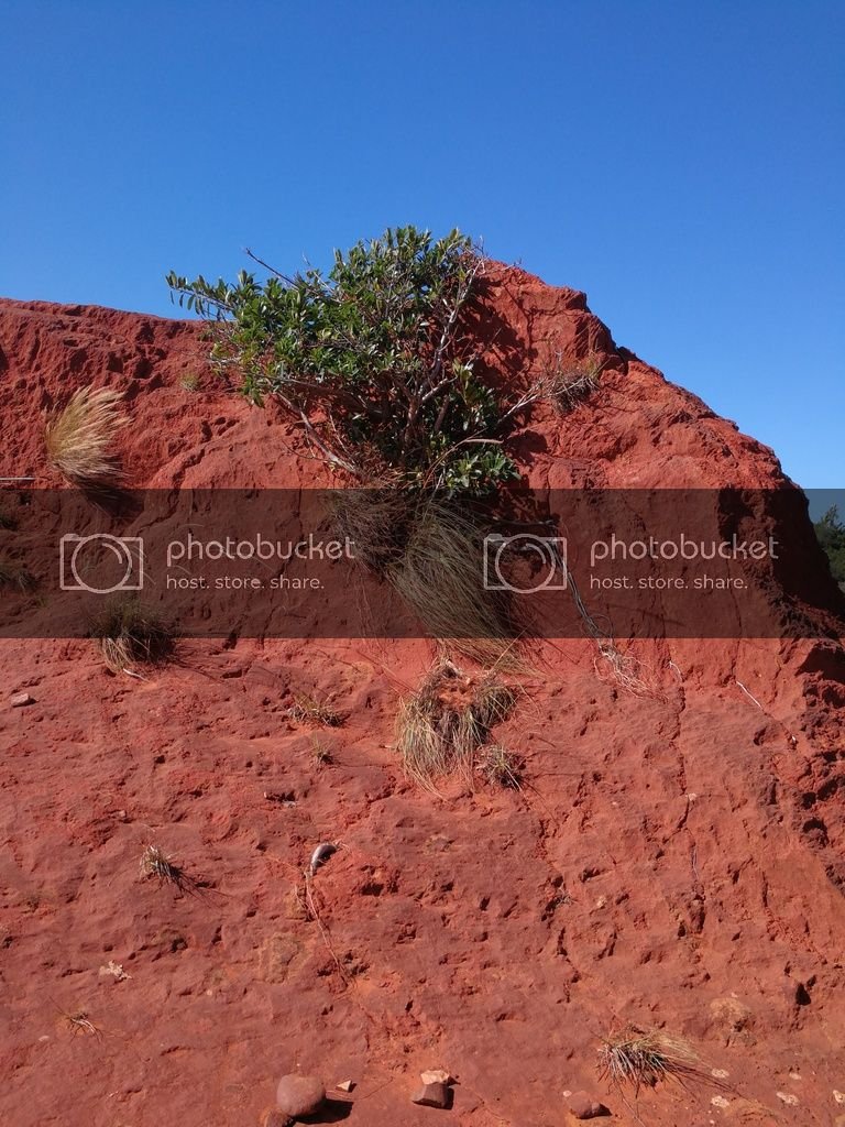 bush growing in rock