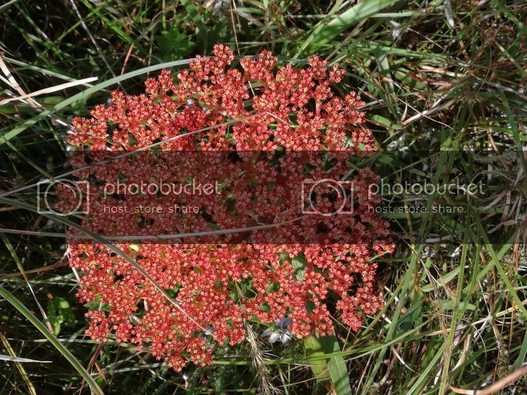 Cool red plant top view