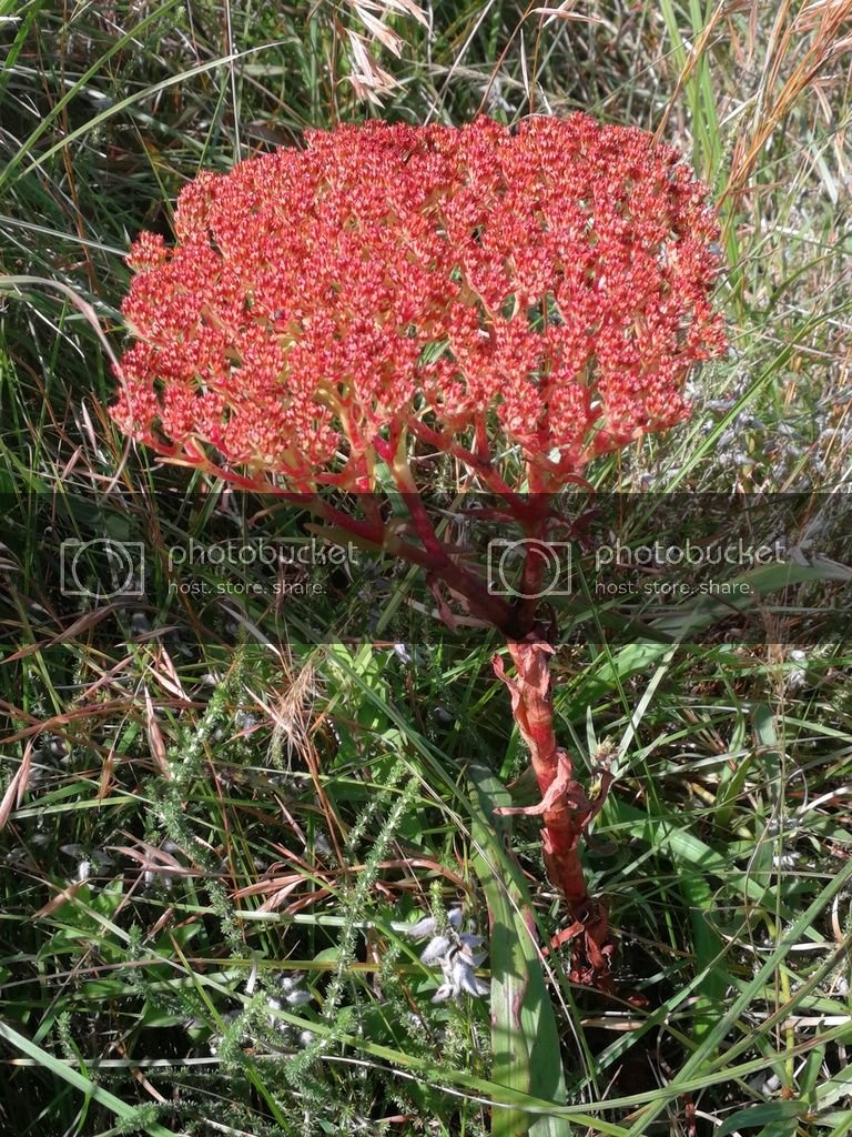 Cool red plant