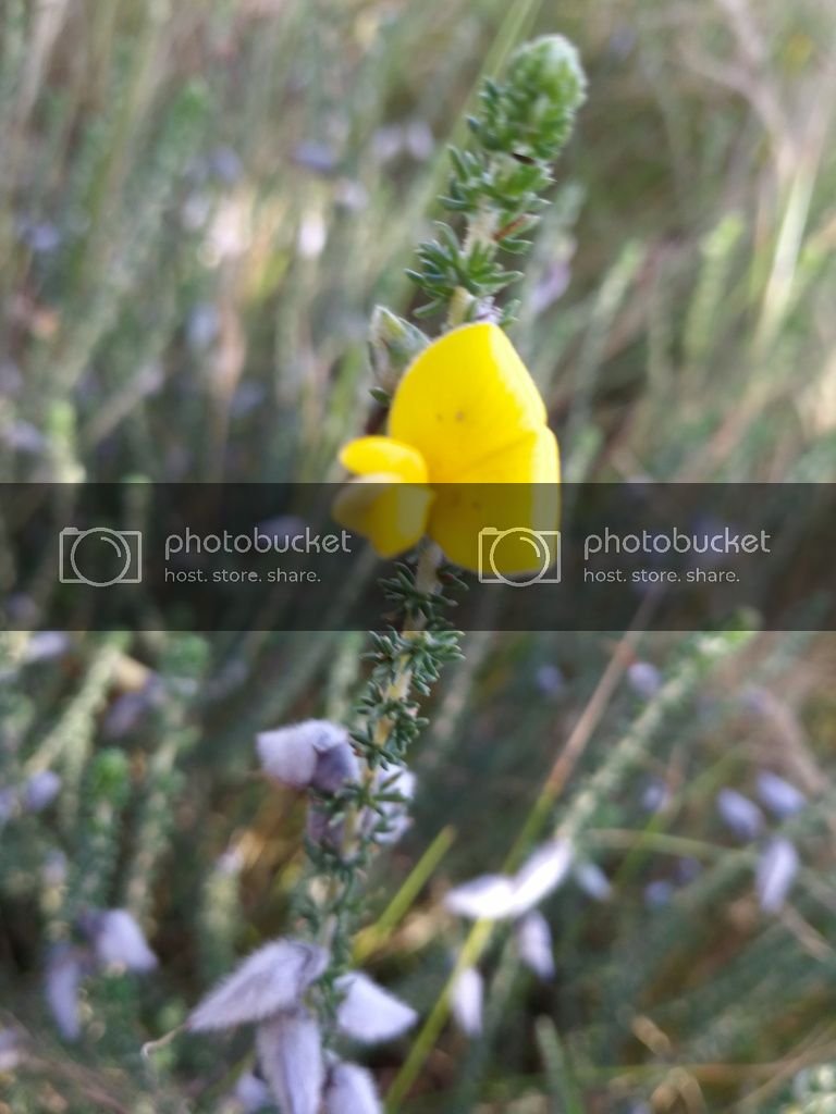 yellow flower