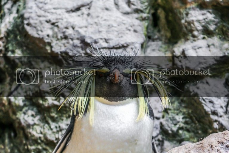 Rockhopper Penguin