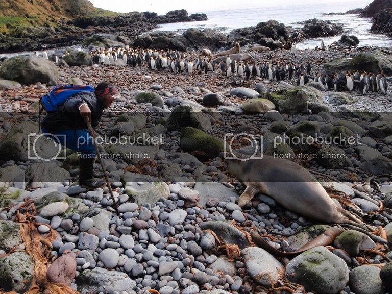 Thando seal and penguins