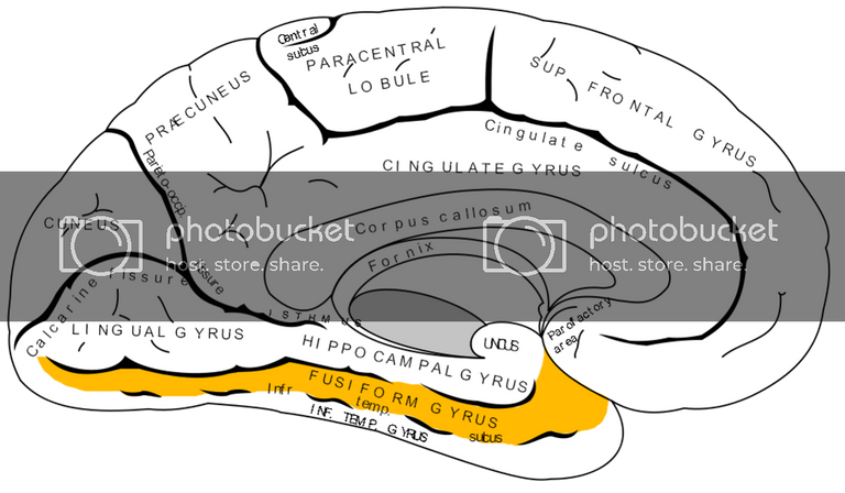 Fusiform Gyrus