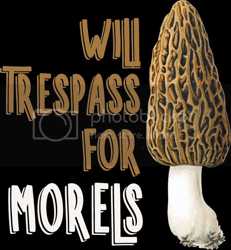 morel mushroom hunting