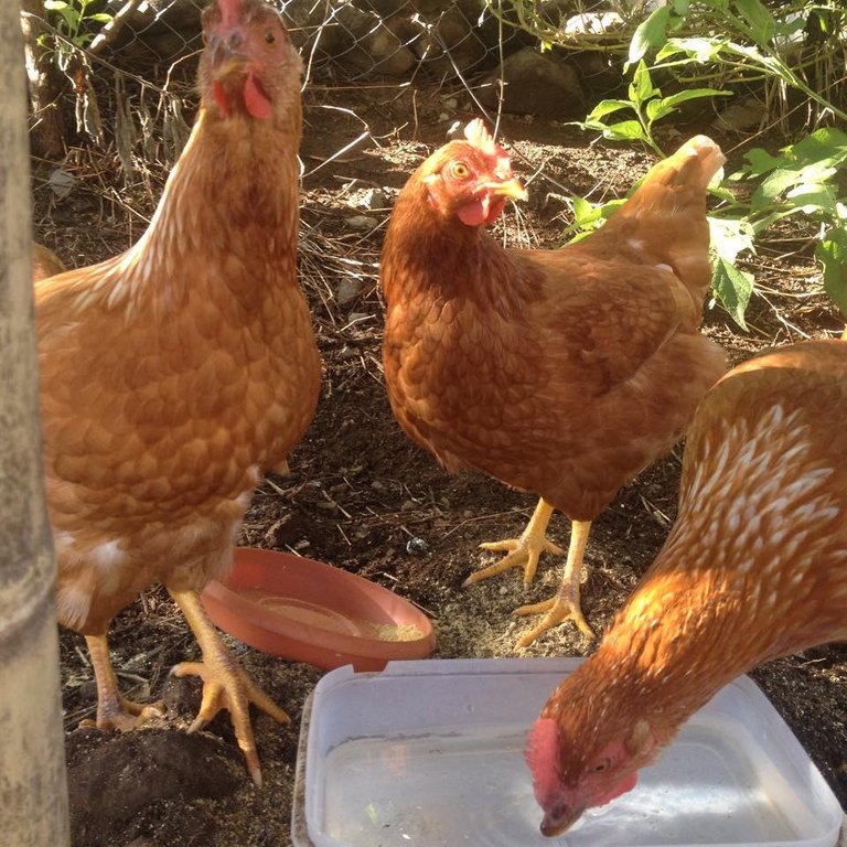 Ginger, Maryann and Mrs. Howell