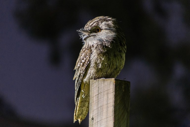 Tawny Frog Mouth