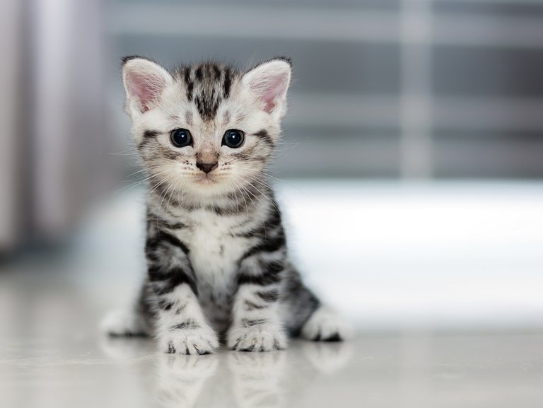 Image of cute kitty