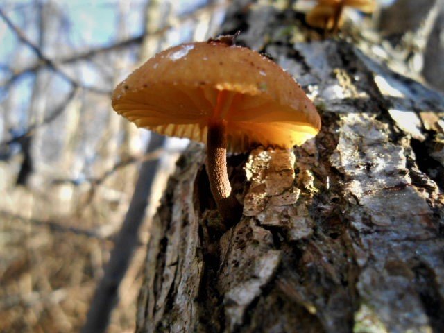 Tree_Shroom