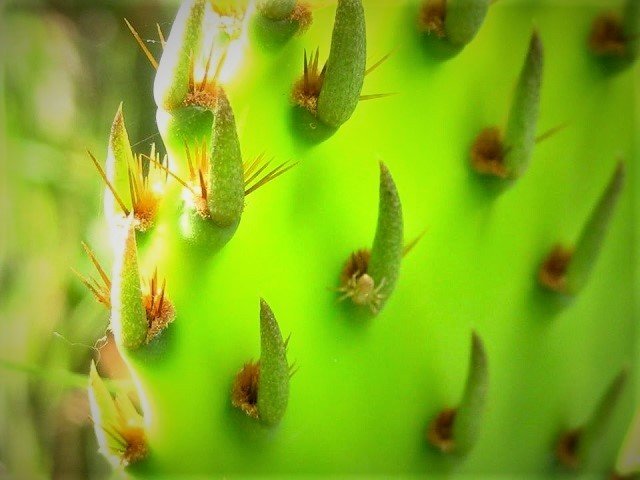 Green_Cactus