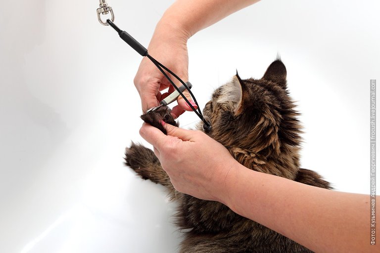 Also, before bathing cats, a manicure and a pedicure is done using special scissors or nippers