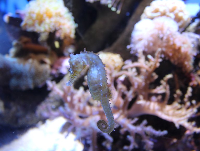 seahorse