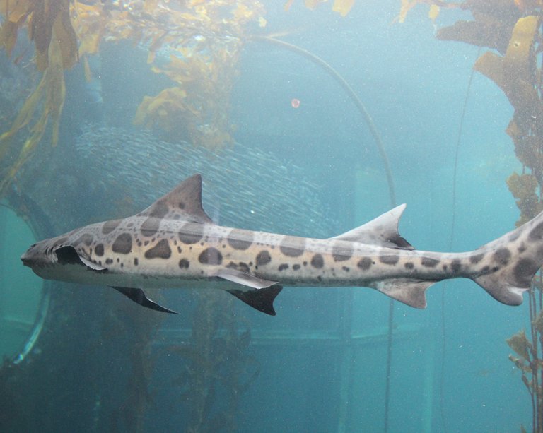 leopard shark