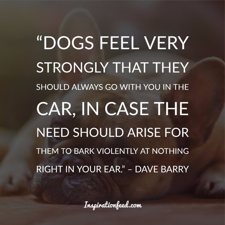 Dog Quotes and Sayings