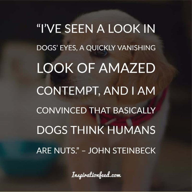 Dog Quotes and Sayings