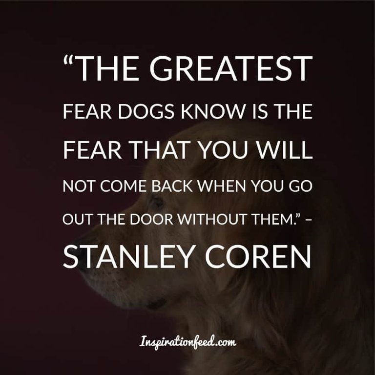 Dog Quotes and Sayings