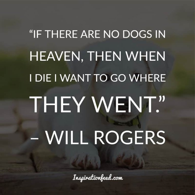 Dog Quotes and Sayings