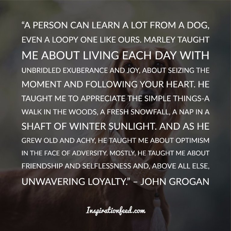 Dog Quotes and Sayings