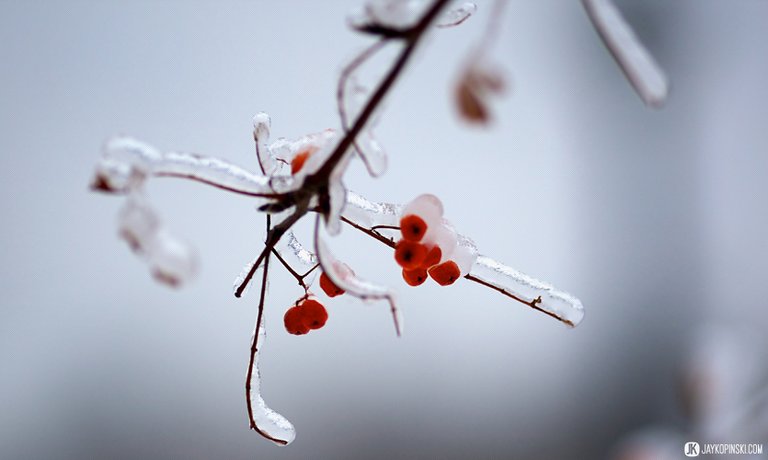 GANANOQUE, CANADA - December 22: Icestorm on December 22, 2013 in Gananoque, Ontario, Canada. - Jay Kopinski