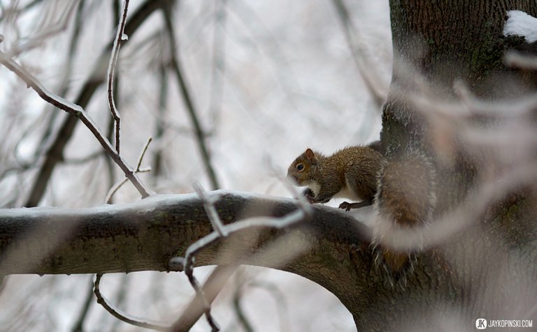 GANANOQUE, CANADA - December 22: Icestorm on December 22, 2013 in Gananoque, Ontario, Canada. - Jay Kopinski