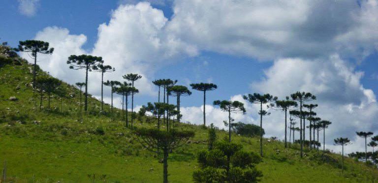 Araucária Trees 