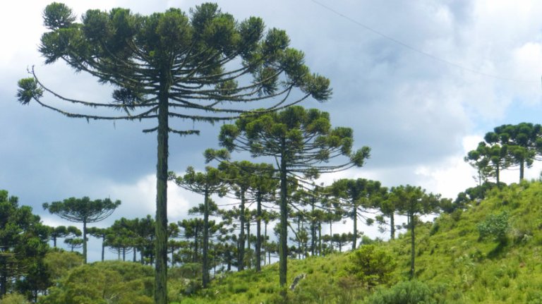 Araucária Trees