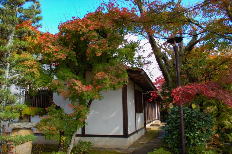 Maple tree in front of a Japanese house