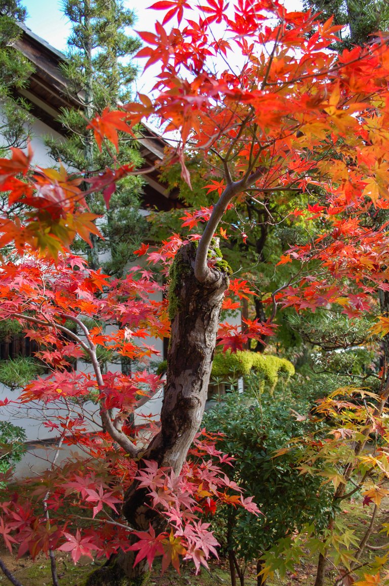 Maple leaves in autumn