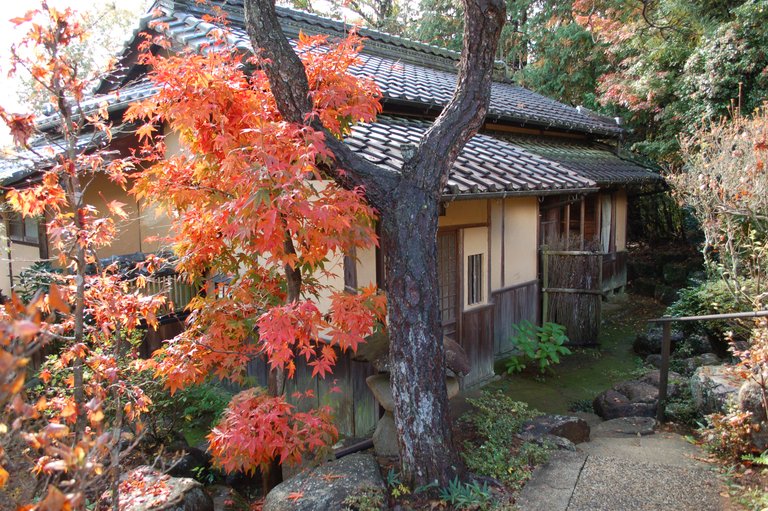 Maple tree in front of a Japanese house